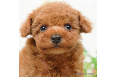 成約済の千葉県のタイニープードル-219704